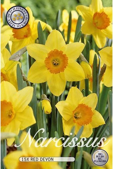 Narcissus Red Devon 15-pakning